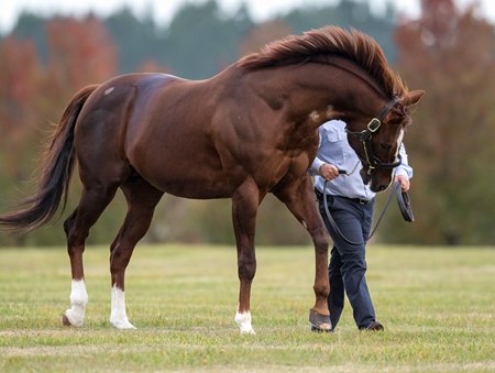 Written Tycoon at Woodside Park Stud