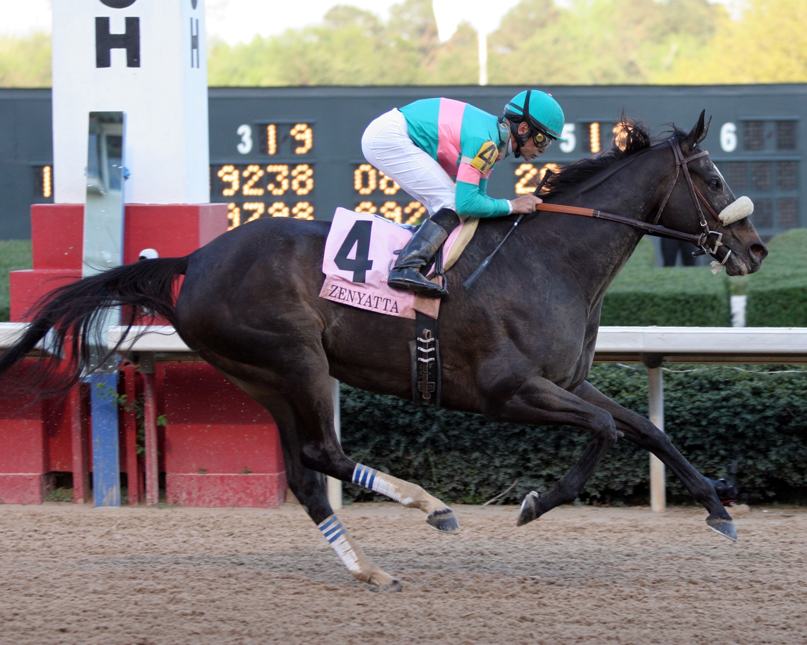 Zenyatta Makes it 16-for-16 in Apple Blossom - BloodHorse