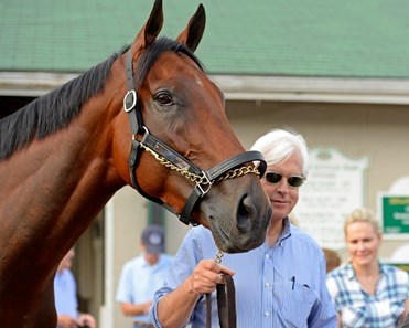 American Pharoah - Horse Profile - BloodHorse