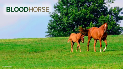 BloodHorse Zoom Background 1