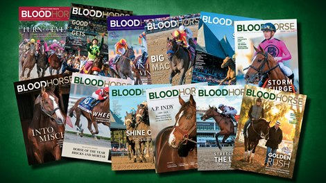 BloodHorse Zoom Background 4