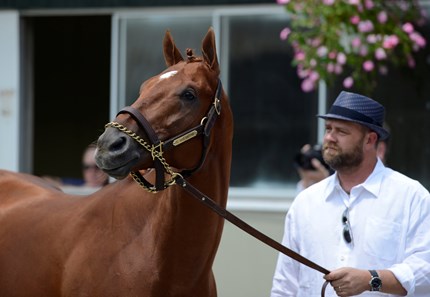 I'll Have Another - Horse Profile - Bloodhorse