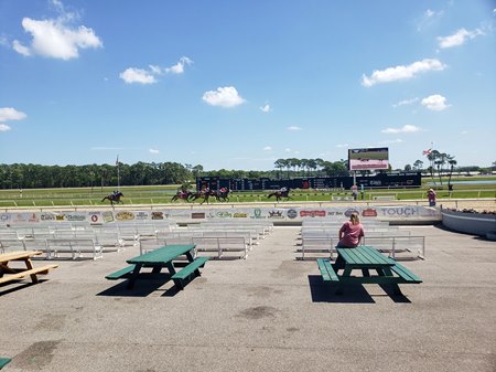 fans return to tampa bay downs as racing begins bloodhorse