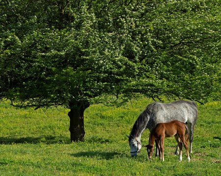 A mare and foal in Kentucky