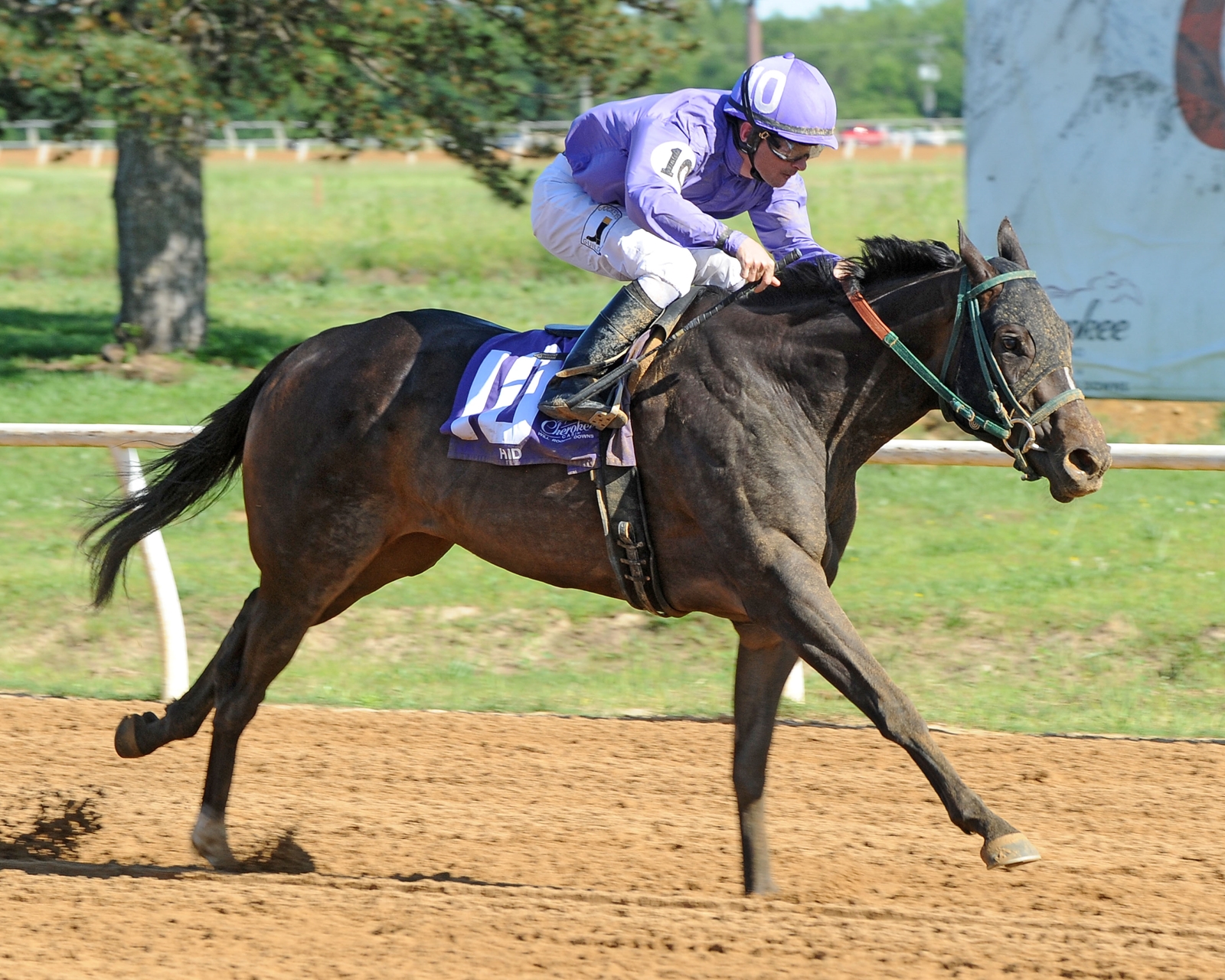 Lady Orchid - Horse Profile - BloodHorse