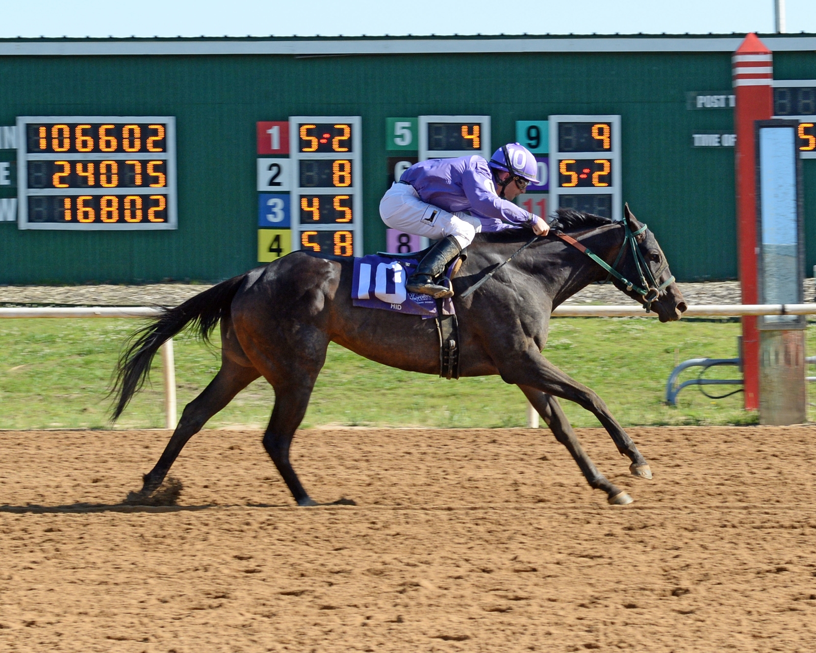 Lady Orchid - Horse Profile - BloodHorse