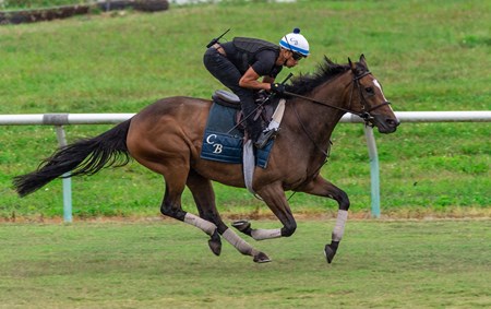 Sistercharlie (IRE) - Horse Profile - BloodHorse