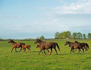 Spring Scenes: Mares & Foals of Kentucky - Slideshow - BloodHorse