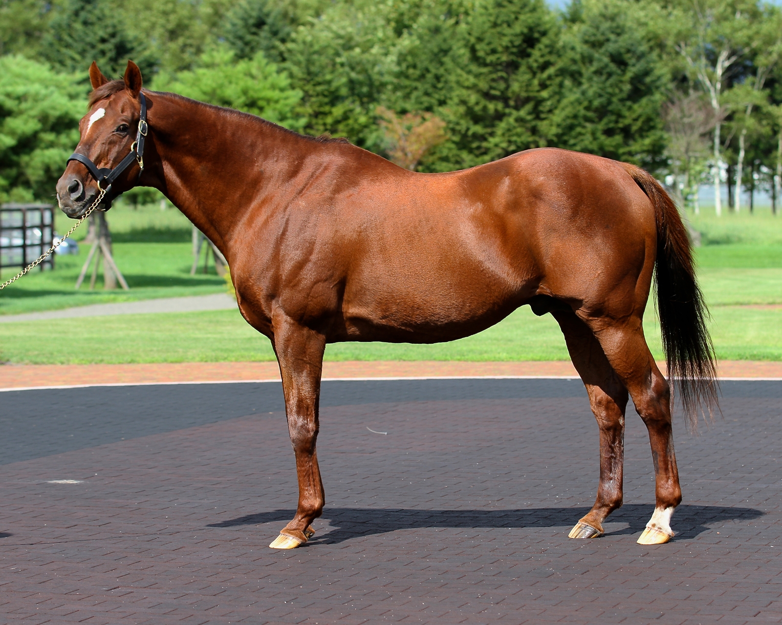 Japan - Horse Profile - BloodHorse