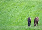 Horses graze in field
Grovendale Farm scenes, near Lexington, Ky.,  on April 15, 2020 Mill Ridge in Lexington, KY. 