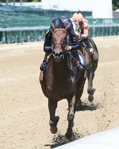 Paris Lights - Horse Profile - BloodHorse