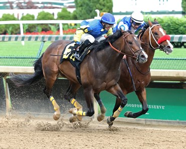 Prince Jersey Town - Horse Profile - BloodHorse