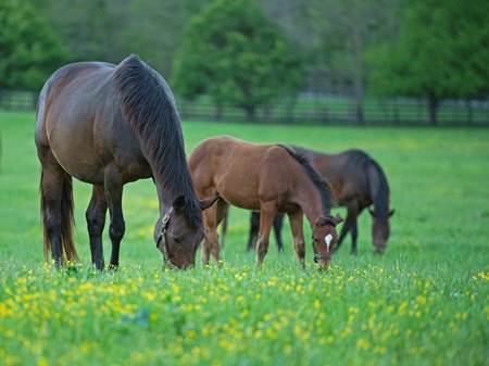 Mares and foals graze in Central Kentucky