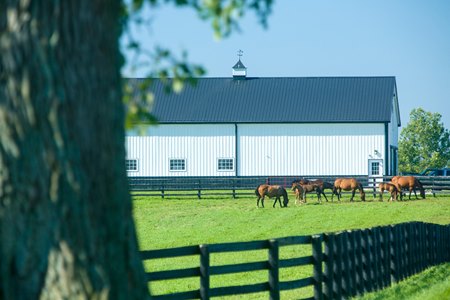 Horses at the University of Kentucky's Maine Chance Farm