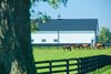 Horses gather in a field near Barn 5 in the Equine Education and Research Cluster on Maine Chance farm