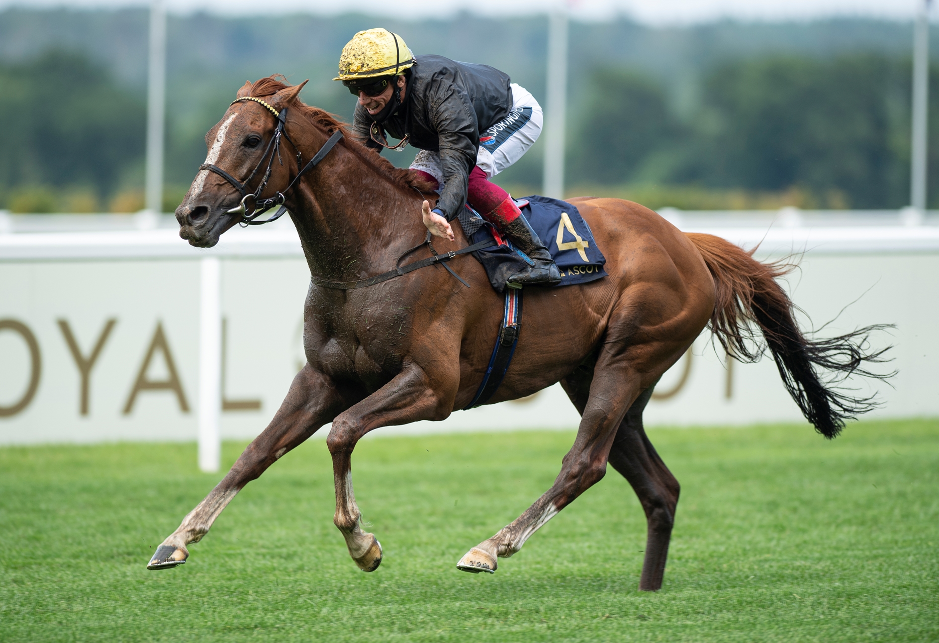 Stradivarius to Warm Up for Gold Cup in Sagaro Stakes BloodHorse