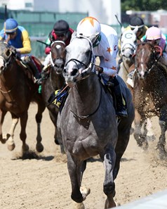 Volatile Stallion Volatile - Horse Profile - BloodHorse