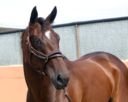 The American Pharoah filly consigned as Hip 451 at the Fasig-Tipton Midlantic Sale