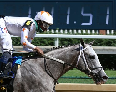 Volatile Stallion Volatile - Horse Profile - BloodHorse