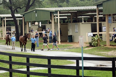 Buyers examine juveniles at the 2020 OBS Spring Sale