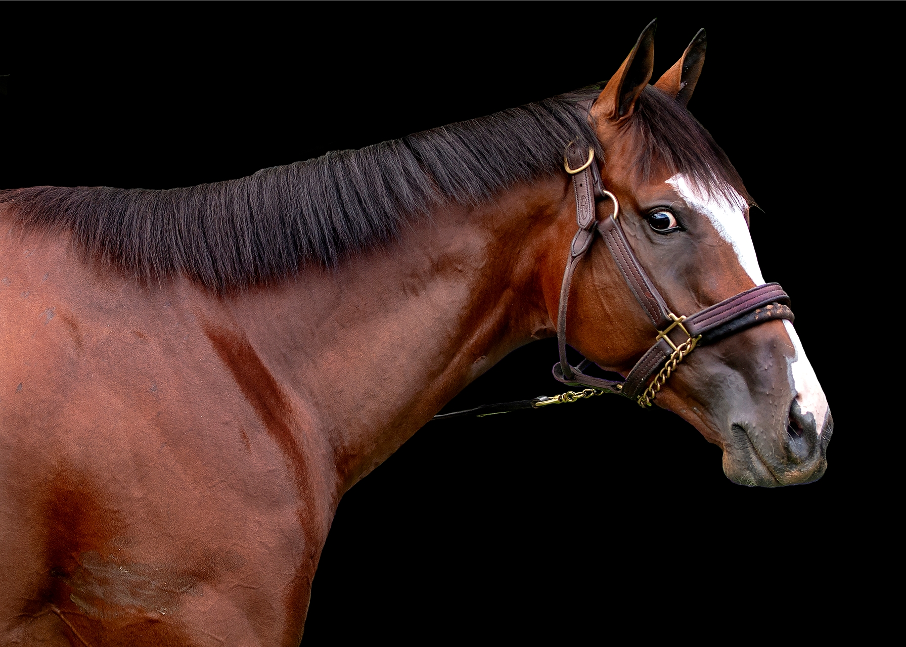 Justify | Stallions -