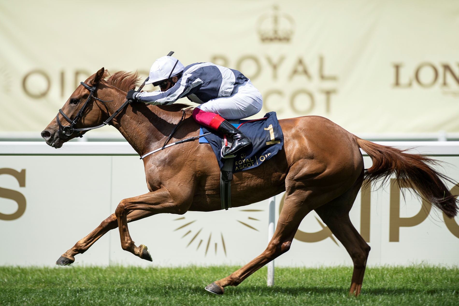 Harrington delaware horse racing schedule Clearance