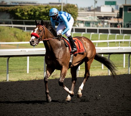 Neptune's Storm proceeds to the winner's circle after taking the 2020 San Franciso Mile at Golden Gate Fields