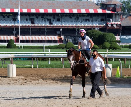 Tiz The Law Expected To Face Modest Sized Travers Field Bloodhorse