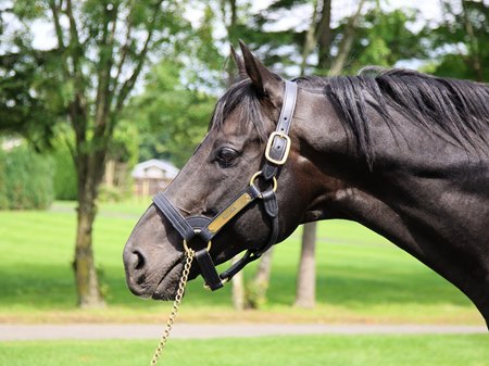 Kizuna at Shadai Stallion Station