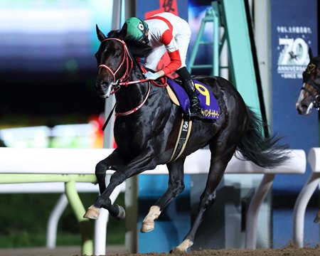 Danon Pharoah wins the 2020 Japan Dirt Derby at Oi Racecourse 