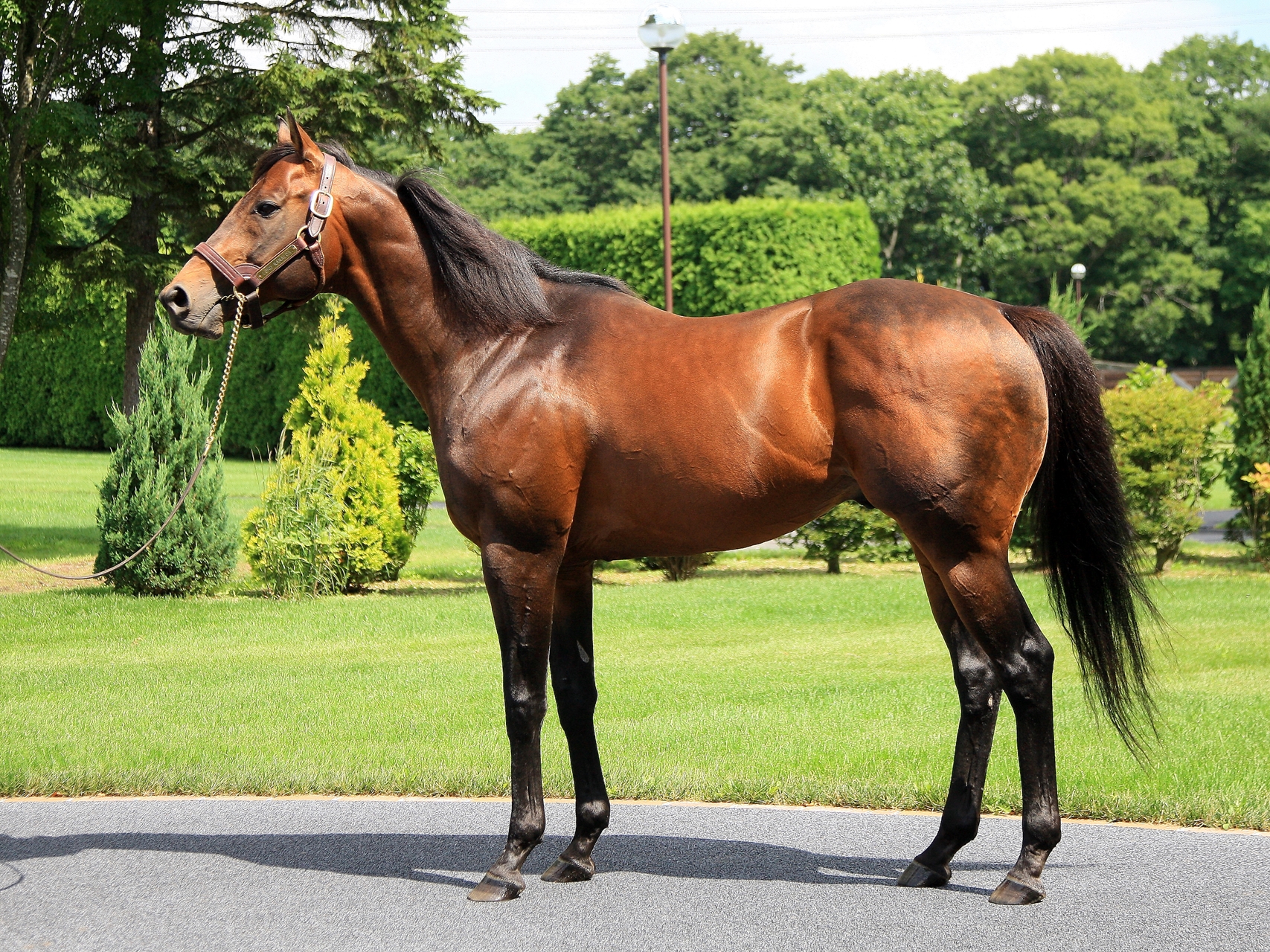 Shadai Stallion Station Announces 2021 Stud Fees - BloodHorse