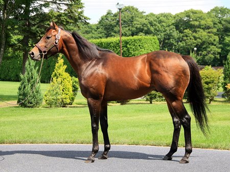 Lord Kananloa at Shadai Stallion Station 