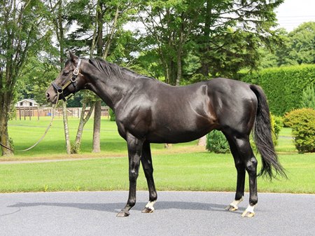 Kizuna at Shadai Stallion Station