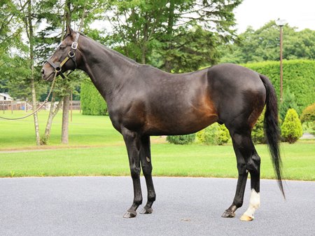 Heart's Cry in 2020 at Shadai Stallion Station