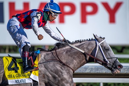 Volatile Stallion Volatile - Horse Profile - BloodHorse