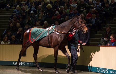 Irish Oaks winner Chicquita in the ring at the 2013 Goffs November Sale