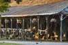 A horse walks the shed row in the barn area at the Saratoga Race Course Thursday July 30, 2020 in Saratoga Springs, N.Y. 