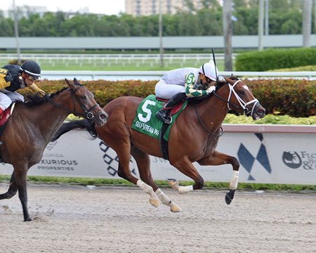 Double Crown, a son of Bourbon Courage, wins the Carry Back Stakes at Gulfstream Park