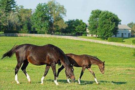 Hollywood Story and her 2020 Tapit filly at Starwood Farm