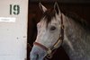 Caption: Rushie
Kentucky Derby and Oaks training at Churchill Downs near Louisville, Ky., on Aug. 30, 2020 Churchill Downs in Louisville, KY. 