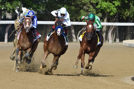 Improbable Horse Profile Bloodhorse