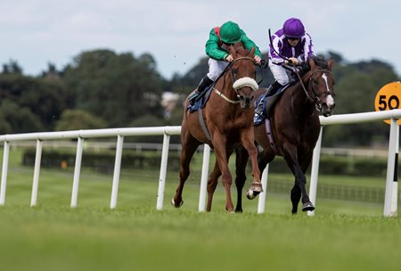 Amhran Na Bhfiann Out For Rest Of Year After Surgery Bloodhorse