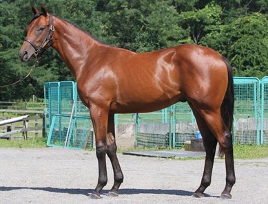 The Makfi colt consigned as Hip 305 to the HBA Summer Yearling Sale