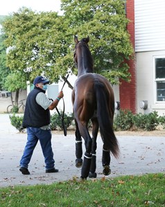 Storm the Court - Horse Profile - BloodHorse