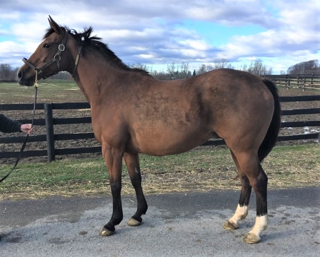 Tizfiz - Horse Profile - BloodHorse
