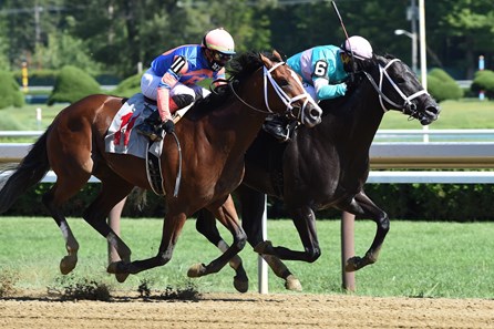 Nautilus - Horse Profile - BloodHorse