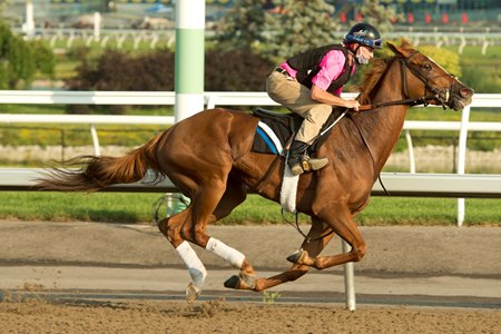 Curlin's Voyage breezes Aug. 12 at Woodbine 