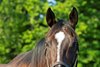 Diva Delite, dam of Midnight Bisou, at Hunter Valley Farm on July 8, 2020 Hunter Valley Farm in Versailles, KY. 