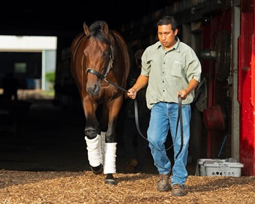Art Collector - Horse Profile - BloodHorse