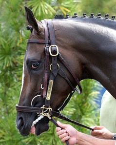 Max Player - Horse Profile - BloodHorse